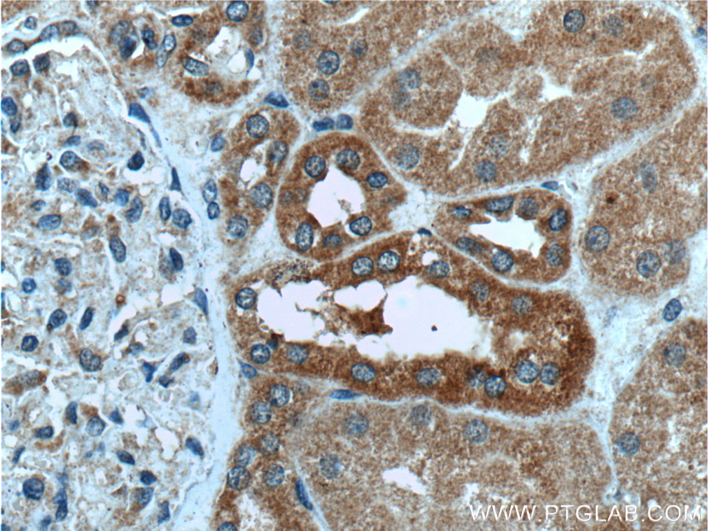 IHC staining of human kidney using 13452-1-AP