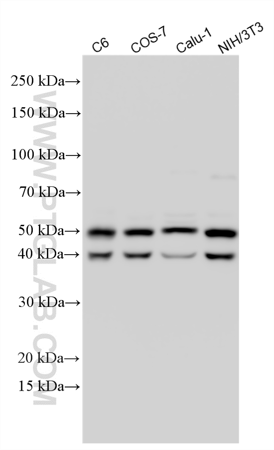 Various lysates were subjected to SDS PAGE followed by western blot with 51153-1-AP (JNK antibody) at dilution of 1:10000 incubated at room temperature for 1.5 hours. WB analysis using 51153-1-AP