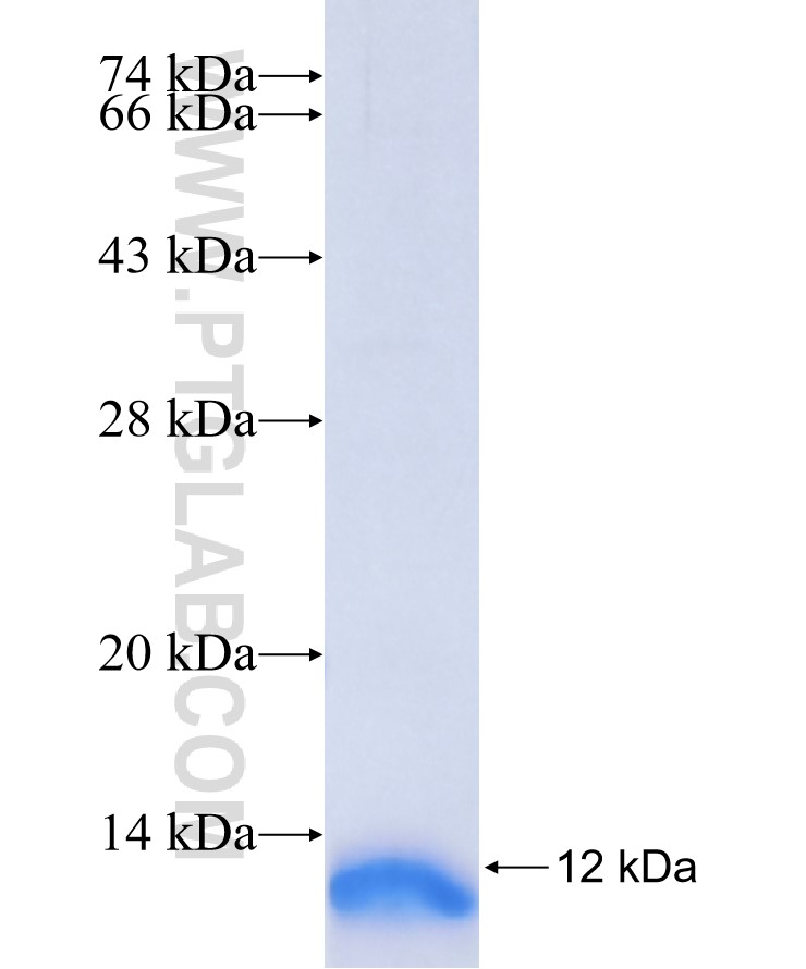 MAPT fusion protein Ag35469 SDS-PAGE
