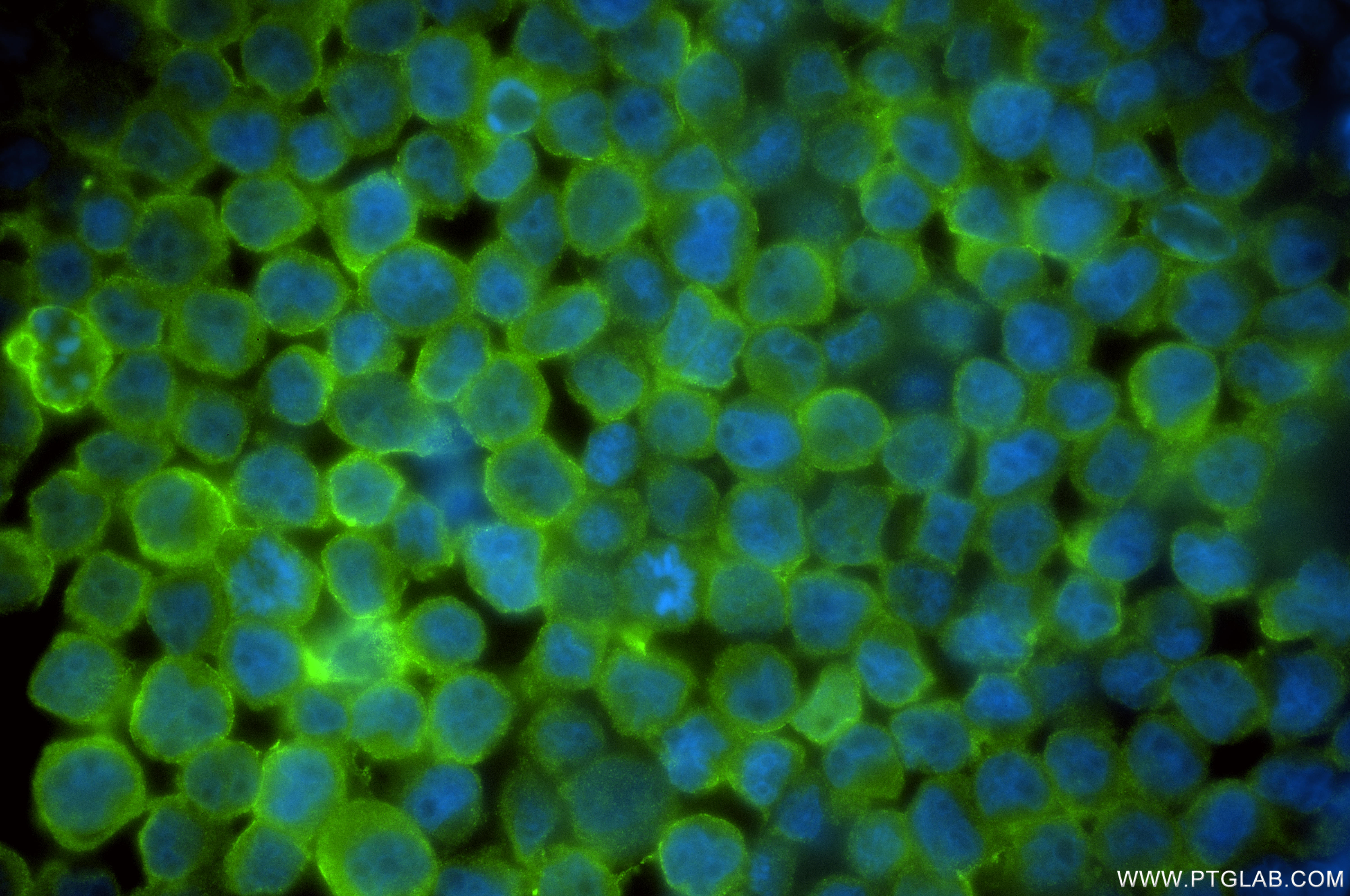 IF Staining of HEL using 85308-2-RR