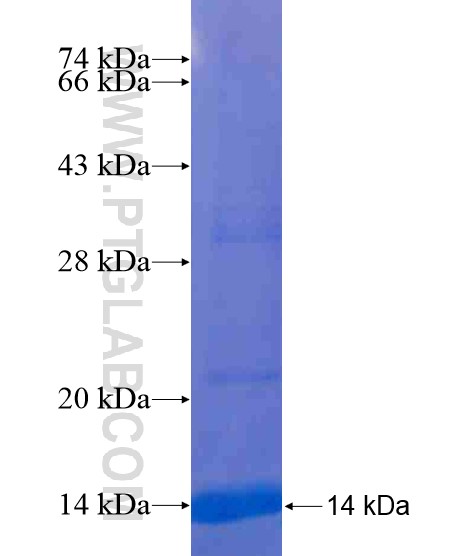 MARCH1 fusion protein Ag20231 SDS-PAGE