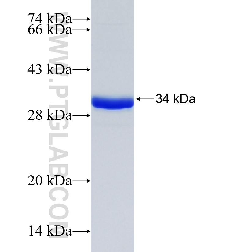 MARCH3 fusion protein Ag21635 SDS-PAGE