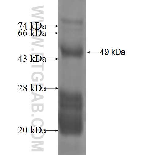MARCH5 fusion protein Ag2806 SDS-PAGE