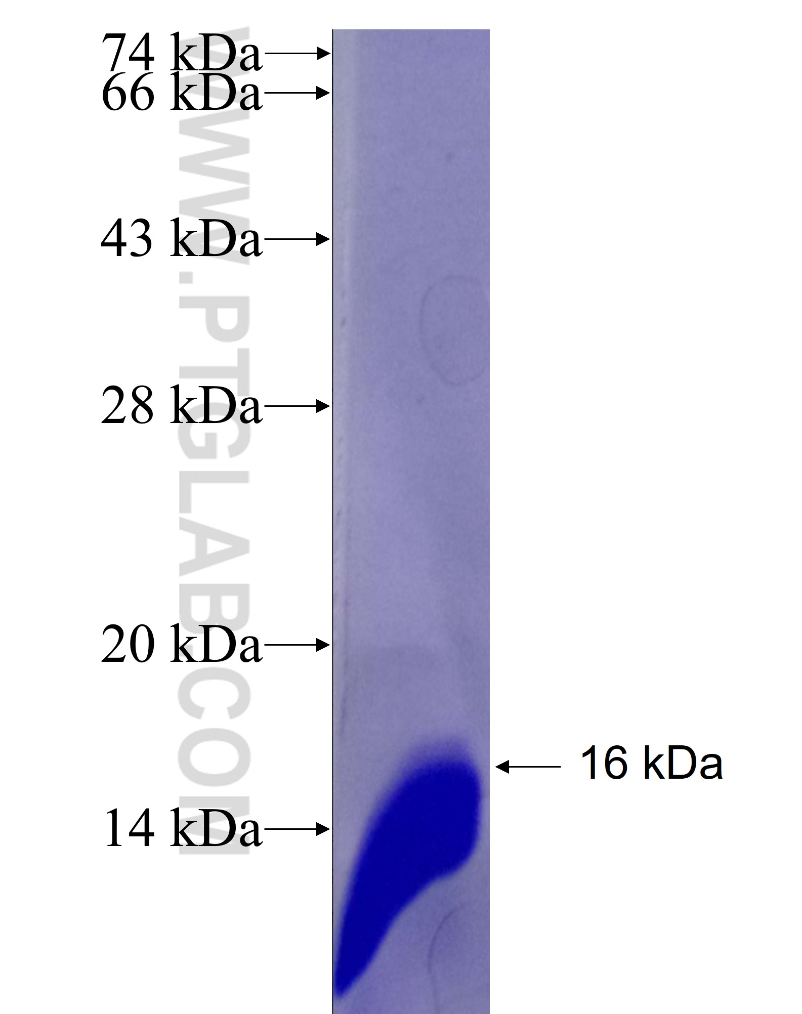 MARCH9 fusion protein Ag26607 SDS-PAGE