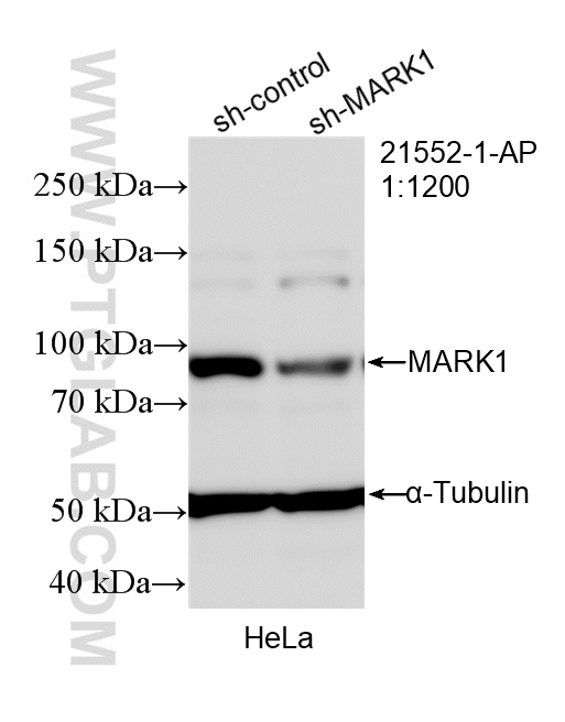 WB analysis of HeLa using 21552-1-AP