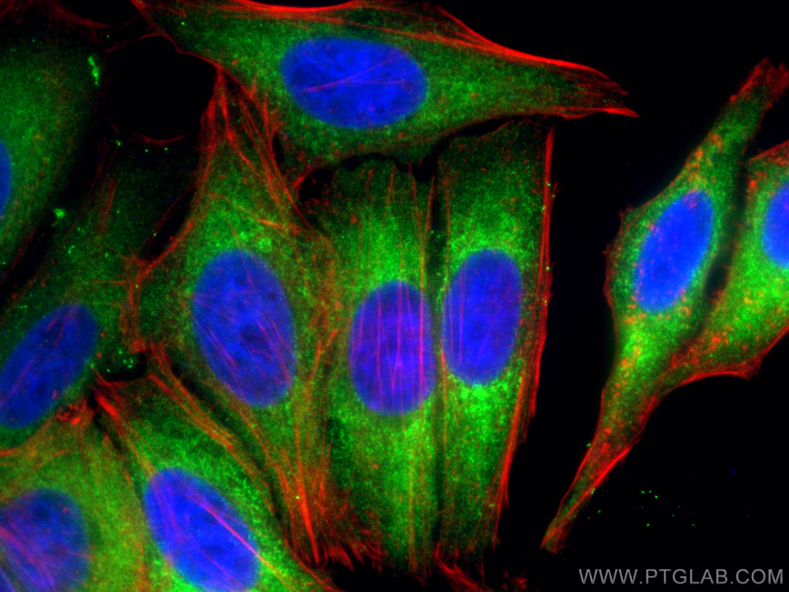 IF Staining of HepG2 using 67739-1-Ig