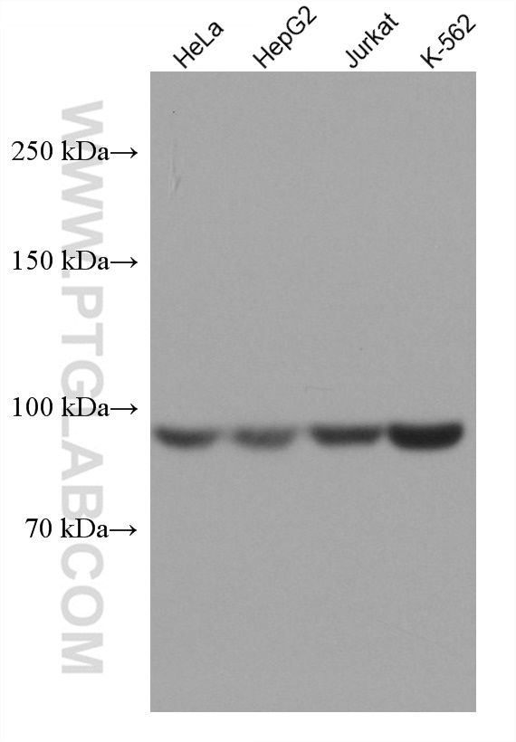 WB analysis using 67739-1-Ig