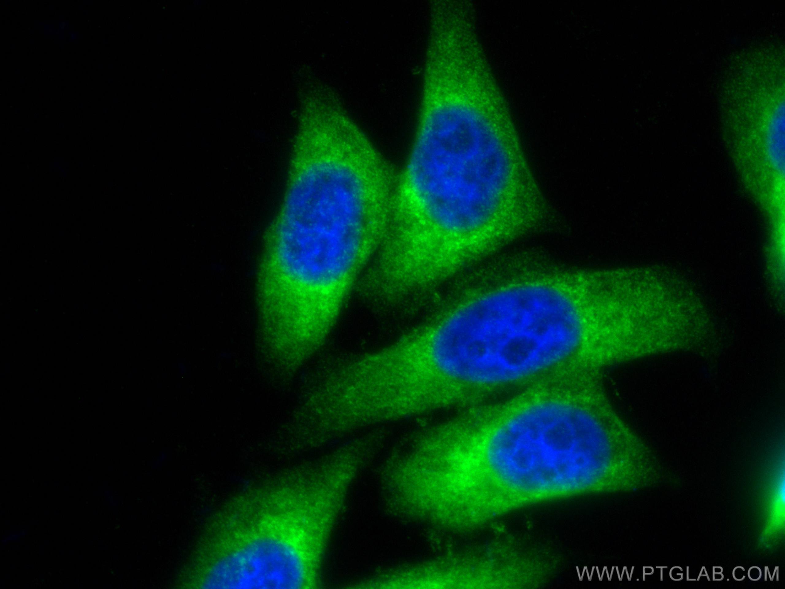 IF Staining of HepG2 using CL488-67739