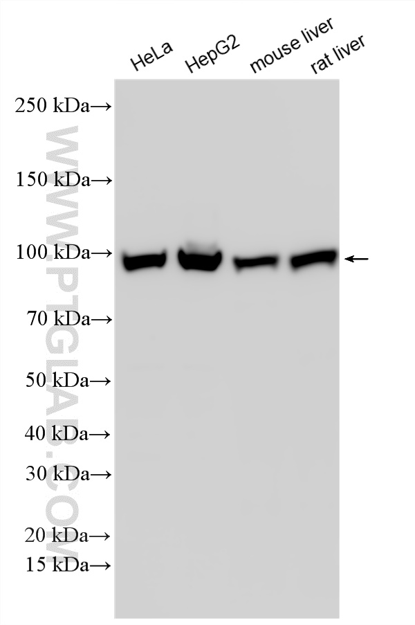 WB analysis using RMX00063 WB analysis using RMX00063