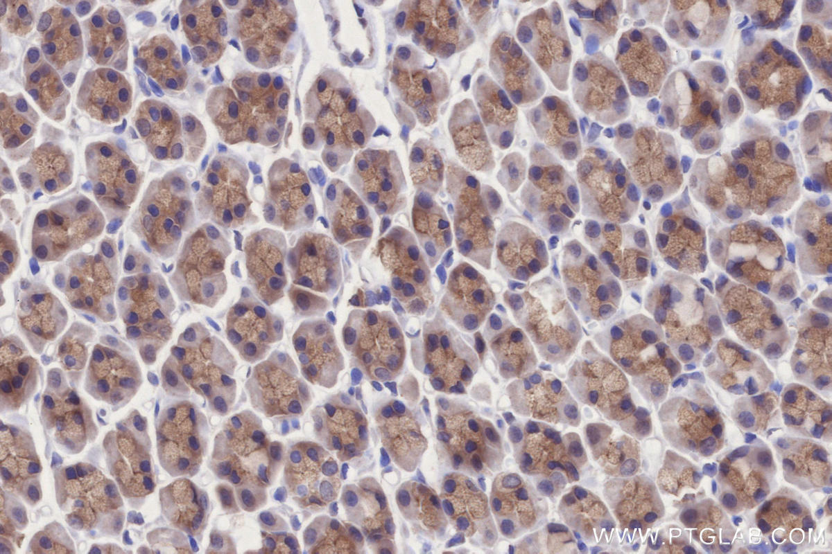 IHC staining of rat stomach using 13515-1-AP IHC staining of rat stomach using 13515-1-AP