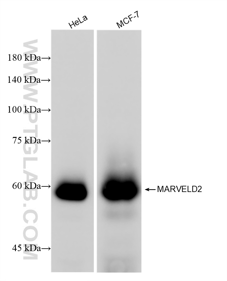 WB analysis of HeLa using 86188-1-RR