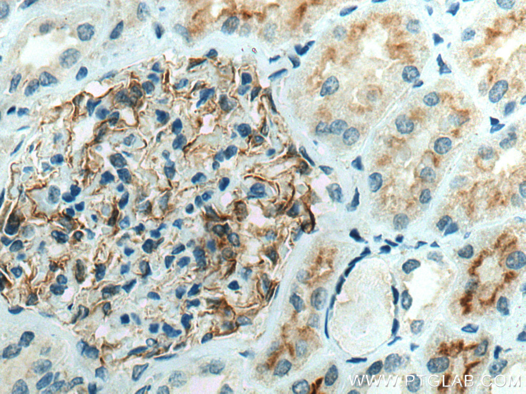 IHC staining of human kidney using 25667-1-AP