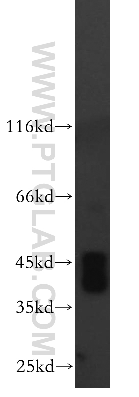 MAS1L-Specific