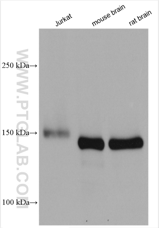 WB analysis using 19507-1-AP