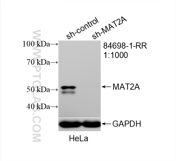 WB analysis of HeLa using 84698-1-RR (same clone as 84698-1-PBS)