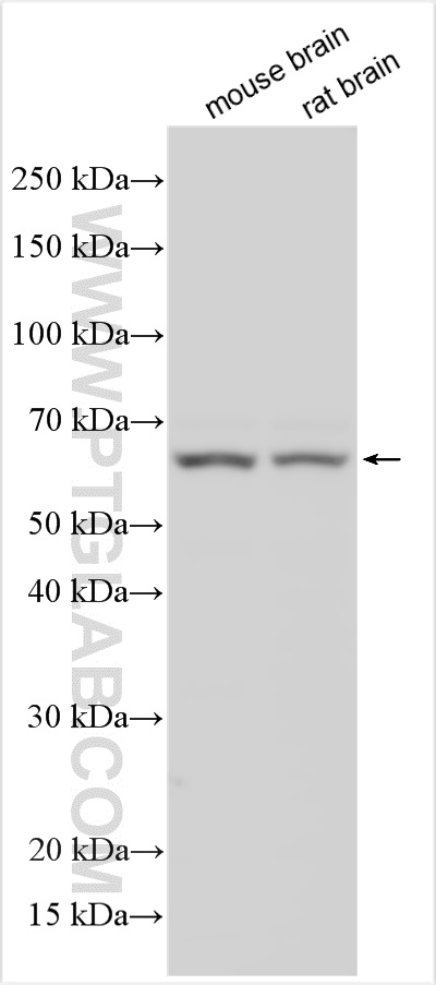 WB analysis using 24771-1-AP