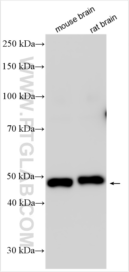 WB analysis using 31719-1-AP