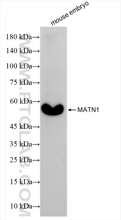 WB analysis of mouse embryo using 84313-1-RR