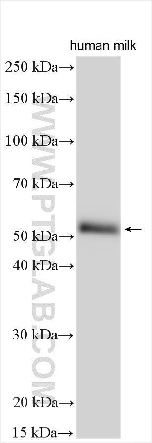 WB analysis using 25500-1-AP