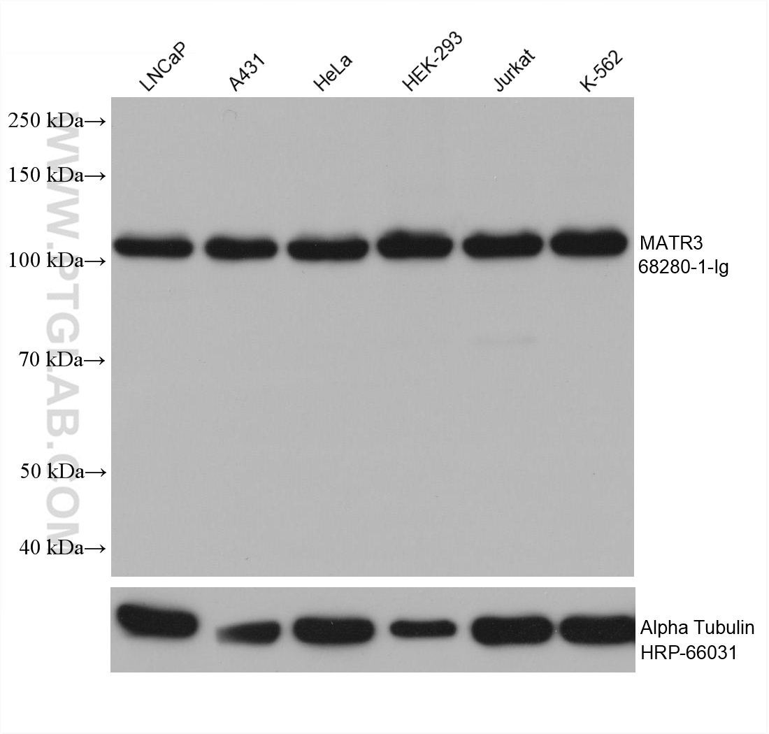 WB analysis using 68280-1-Ig