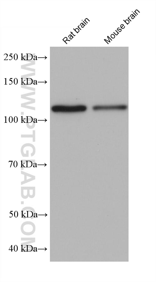 WB analysis using 68280-1-Ig