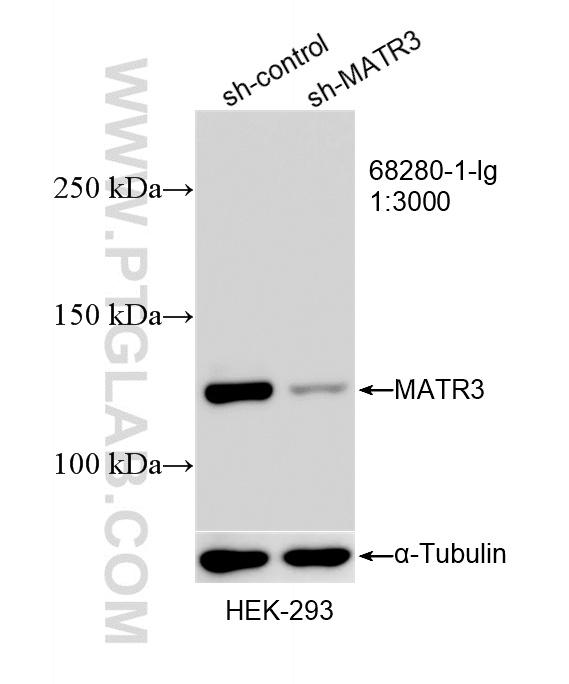 WB analysis of HEK-293 using 68280-1-Ig