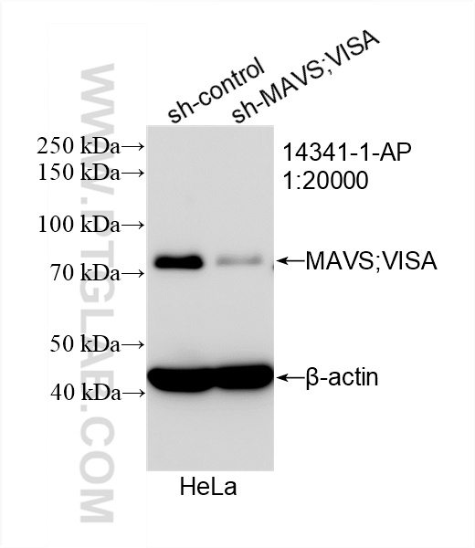 WB analysis of HeLa using 14341-1-AP