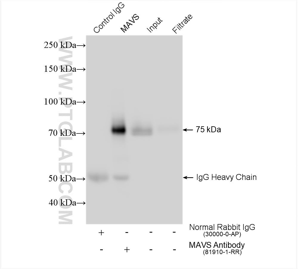 IP experiment of HEK-293 using 81910-1-RR