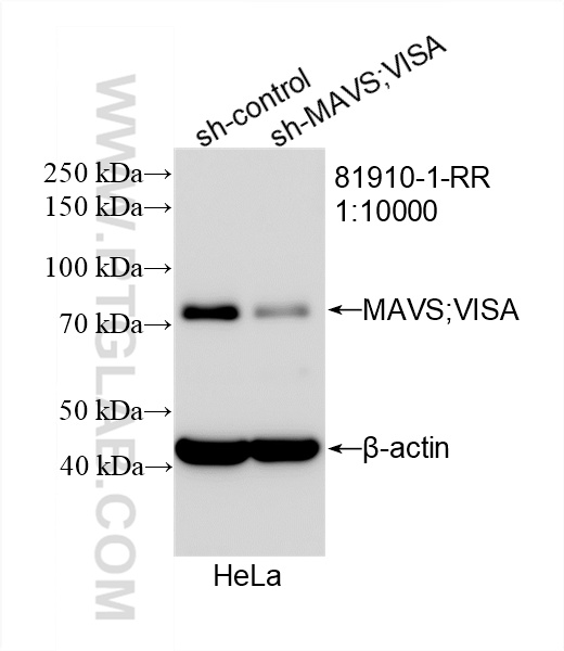 WB analysis of HeLa using 81910-1-RR