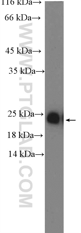 WB analysis of HEK-293 using 10426-1-AP