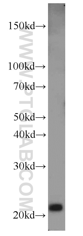 MAX Polyclonal antibody