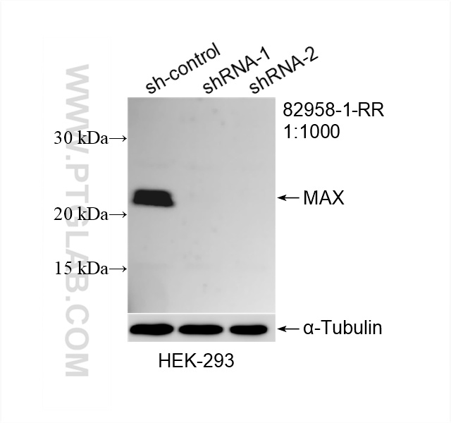 WB result of MAX antibody (82958-1-RR; 1:1000; incubated at room temperature for 1.5 hours) with sh-Control and sh-MAX transfected HEK-293 cells. WB analysis of HEK-293 using 82958-1-RR