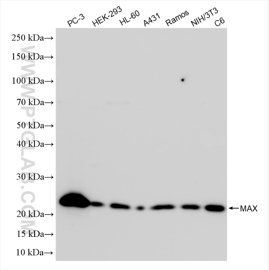 WB analysis using 82958-6-RR (same clone as 82958-6-PBS)