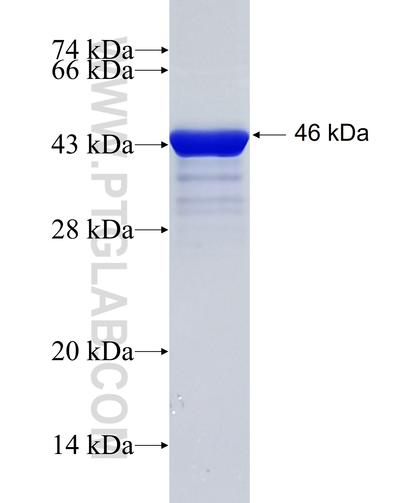 MAX fusion protein Ag0680 SDS-PAGE