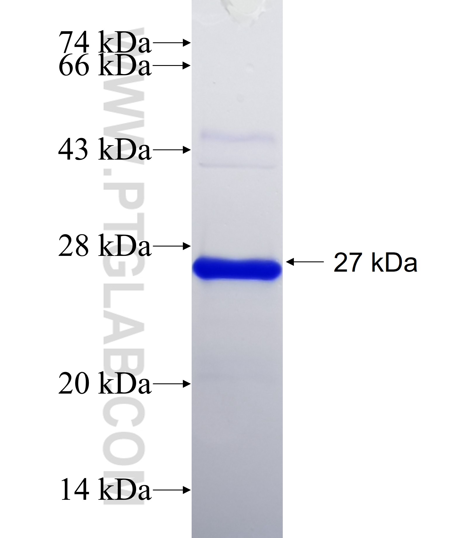 MAZ fusion protein Ag15180 SDS-PAGE