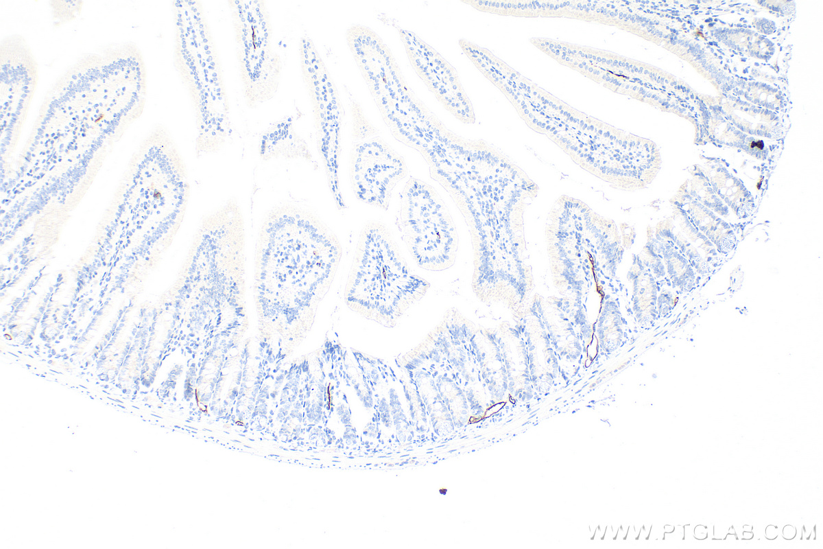 IHC staining of mouse small intestine using 32526-1-AP