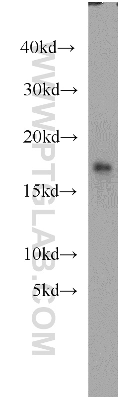 Myoglobin