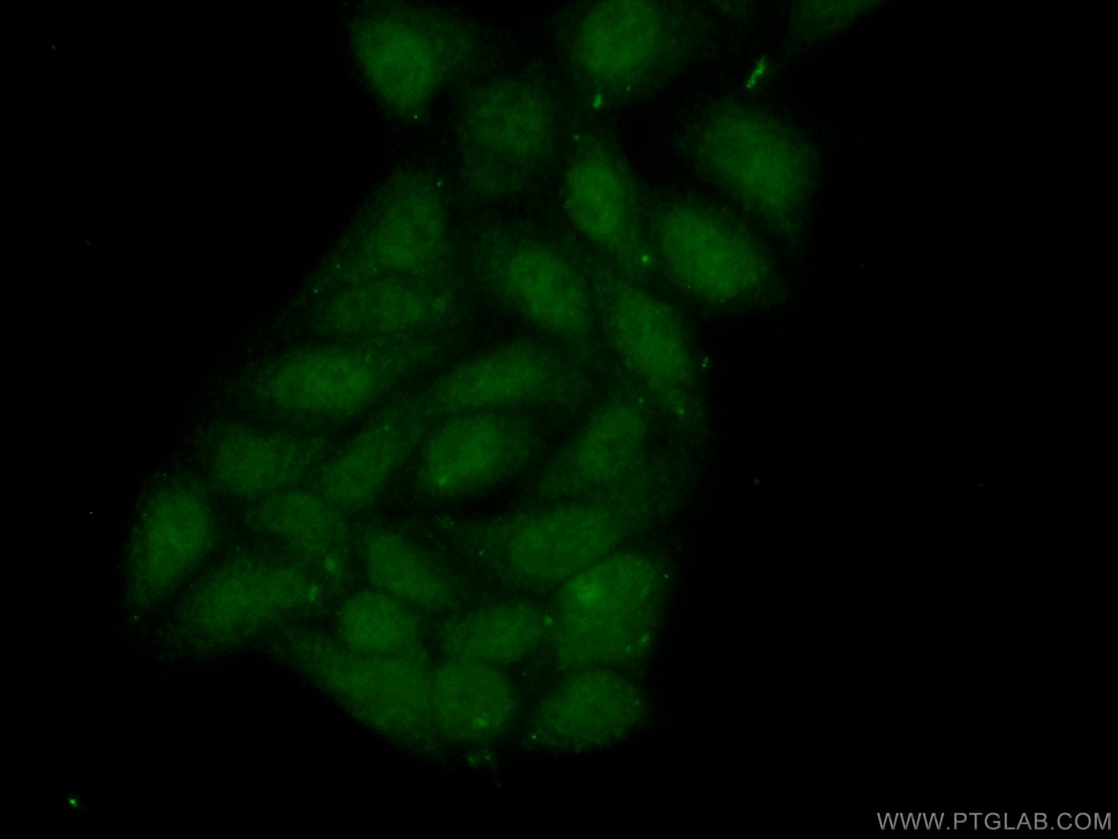 IF Staining of HepG2 using 10685-1-AP