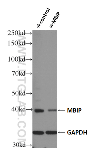 WB analysis of HEK-293 using 10685-1-AP