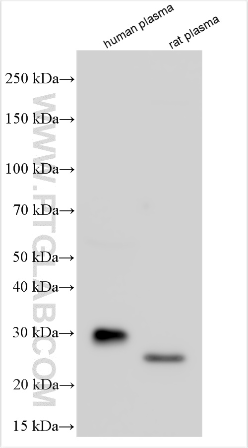 Various lysates were subjected to SDS PAGE followed by western blot with 24207-1-AP (MBL antibody) at dilution of 1:10000 incubated at room temperature for 1.5 hours. WB analysis using 24207-1-AP