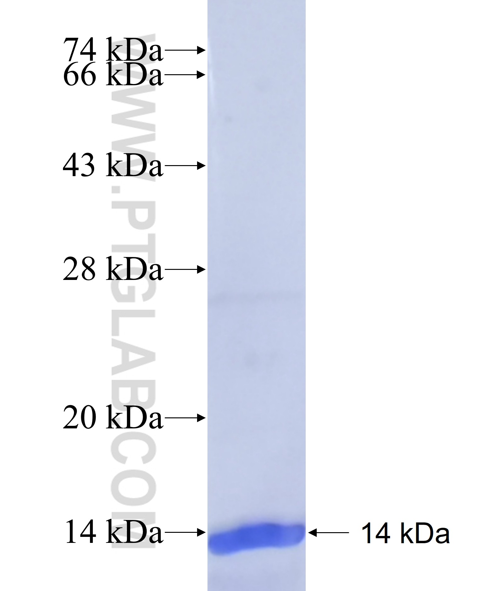MBNL1 fusion protein Ag41828 SDS-PAGE