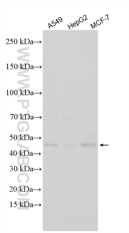 WB analysis using 26646-1-AP WB analysis using 26646-1-AP