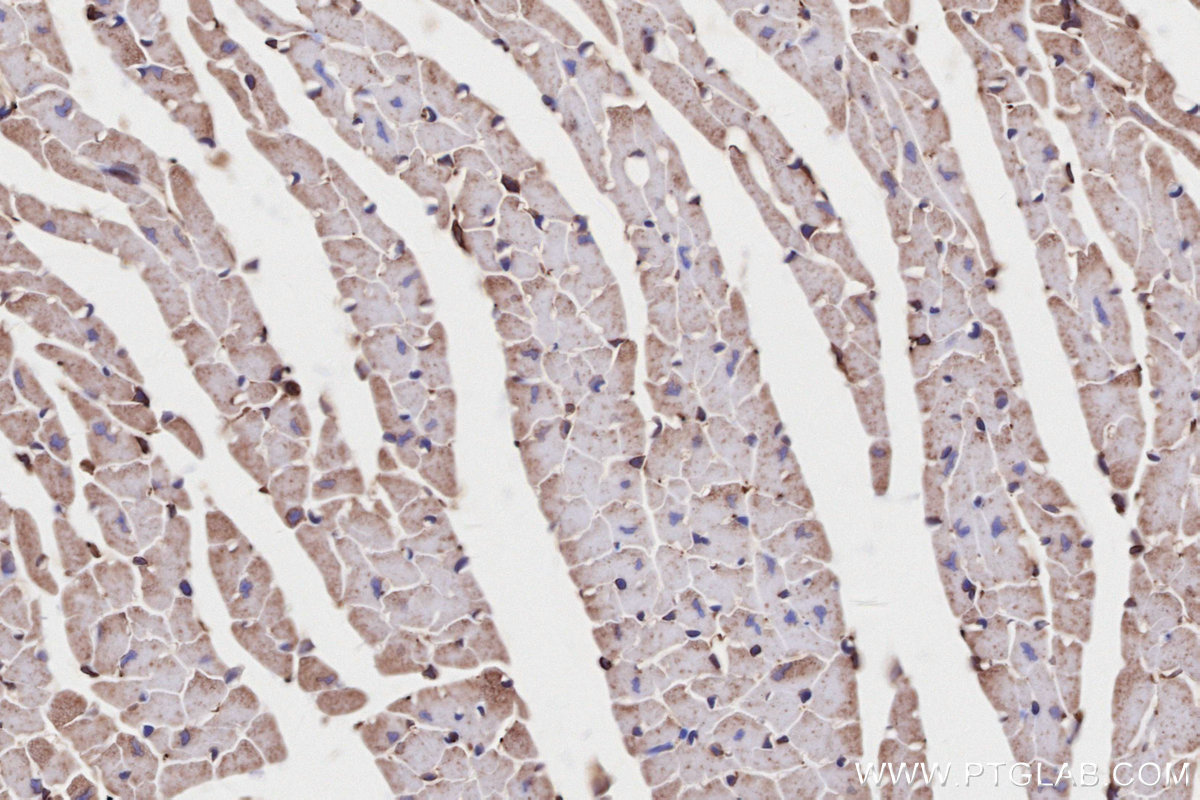 IHC staining of mouse heart using 83546-3-RR
