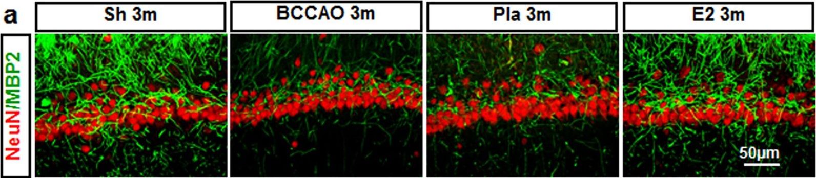 Myelin basic protein