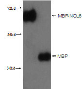 WB analysis of Recombinant protein using 15089-1-AP