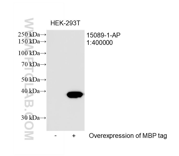 WB analysis of transfected HEK-293T using 15089-1-AP