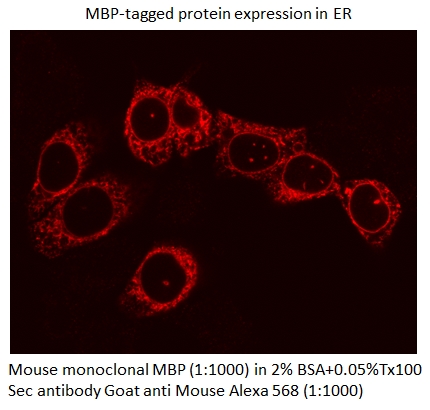 IF Staining of Transfected cells using 66003-1-Ig