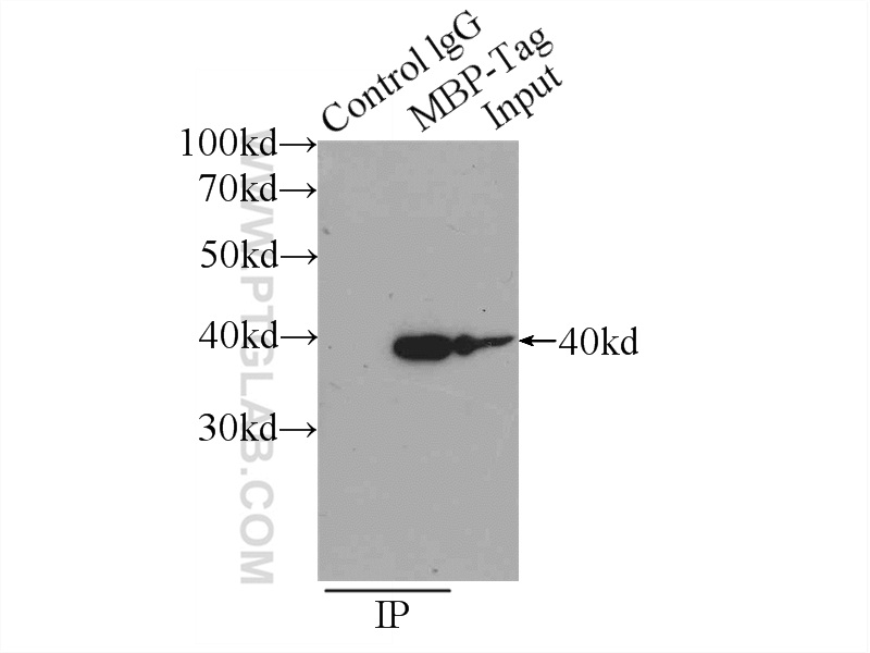 IP experiment of Recombinant protein using 66003-1-Ig (same clone as 66003-1-PBS)