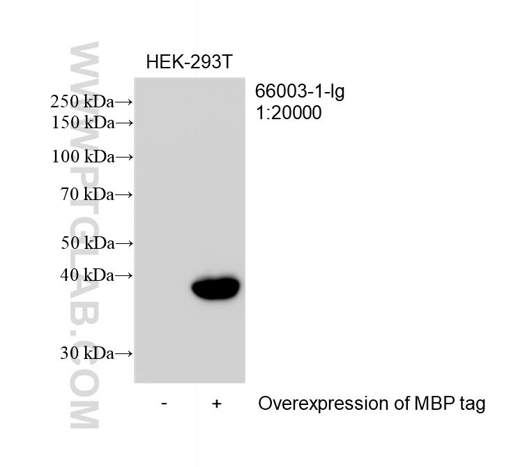 Non-transfected or MBP-tagged transfected HEK-293T cells were subjected to SDS PAGE followed by western blot with <a class='green' href='/productredirect?CatalogNo=66003-1-Ig' target='_blank'>66003-1-Ig</a> (MBP tag antibody) at dilution of 1:20000 incubated at room temperature for 1.5 hours This data was developed using the same antibody clone with 66003-1-PBS in a different storage buffer formulation. WB analysis of transfected HEK-293T using 66003-1-Ig (same clone as 66003-1-PBS)