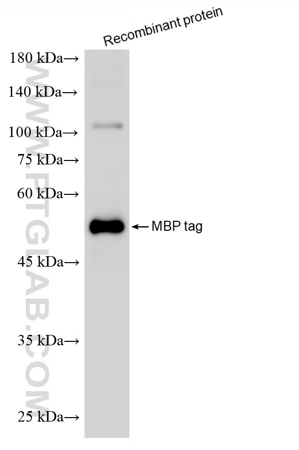WB analysis of Recombinant protein using HRP-66003